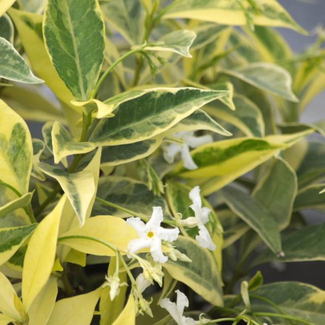 Jasmin étoilé Sun Lover® (D.R Travers)