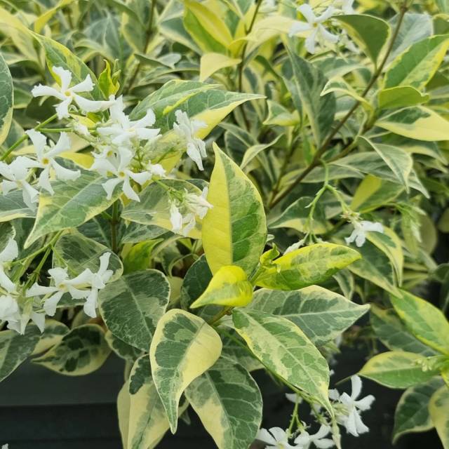 Jasmin étoilé Sun Lover® (D.R Travers)