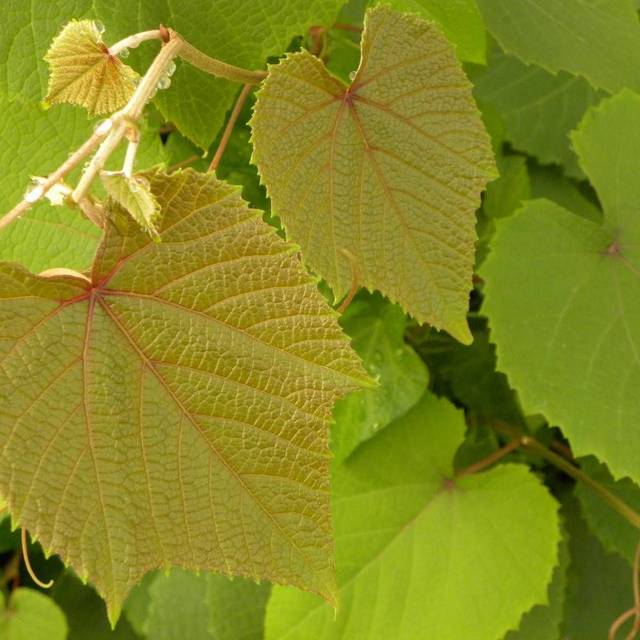 Vigne d'ornement Sunning Dale (D.R Travers)