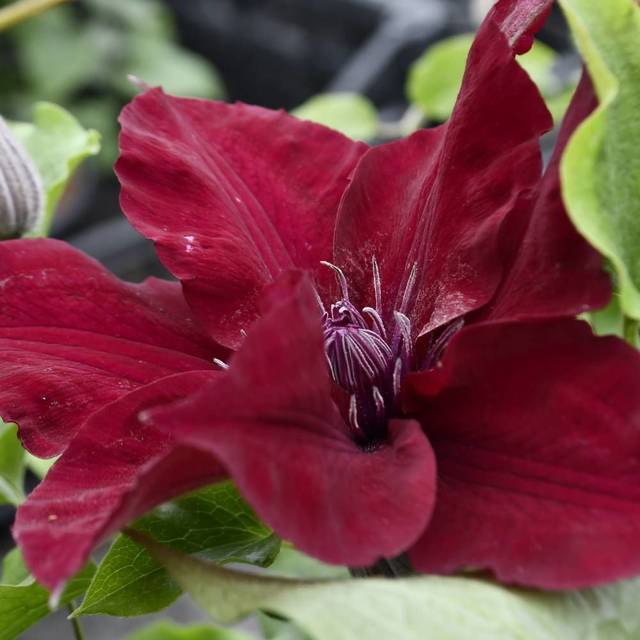 Clématite Nubia™ 'Evipo079' (D.R Travers)