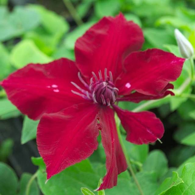 Clématite Nubia™ 'Evipo079' (D.R Travers)