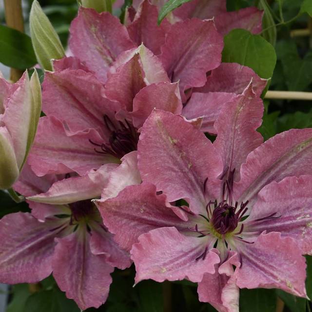 Clématite Sarah Elisabeth™ 'Evipo098' (D.R Travers)