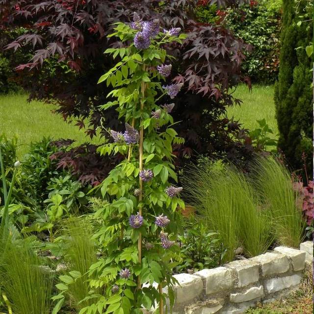 Glycine d'Amérique Longwood Purple (D.R Travers)