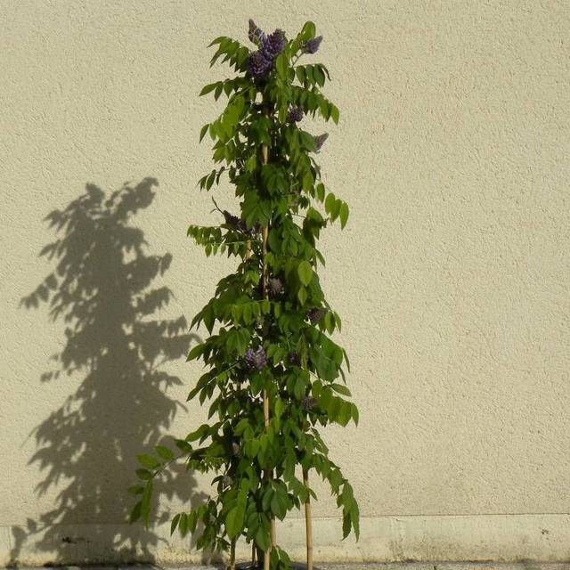 Glycine d'Amérique Longwood Purple (D.R Travers)