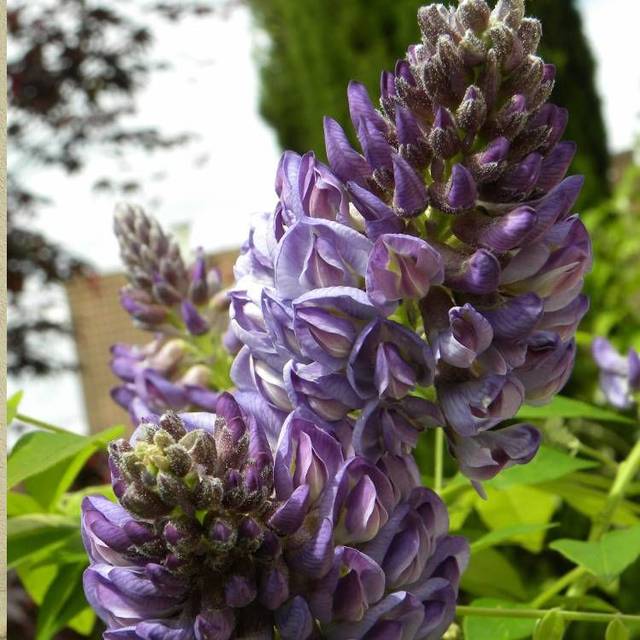 Glycine d'Amérique Longwood Purple (D.R Travers)