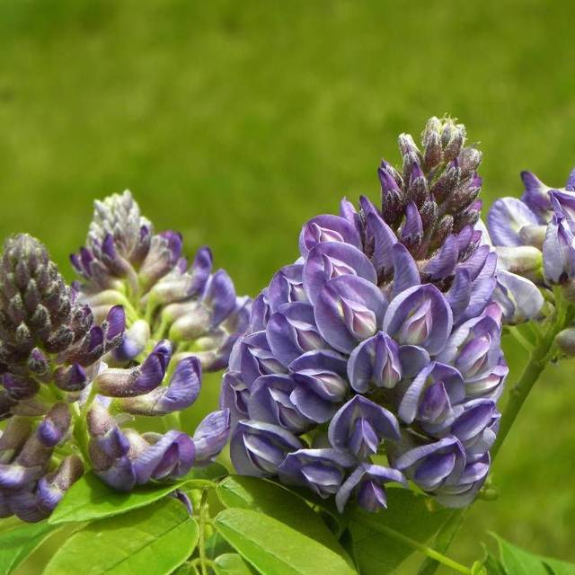 Glycine d'Amérique Longwood Purple (D.R Travers)