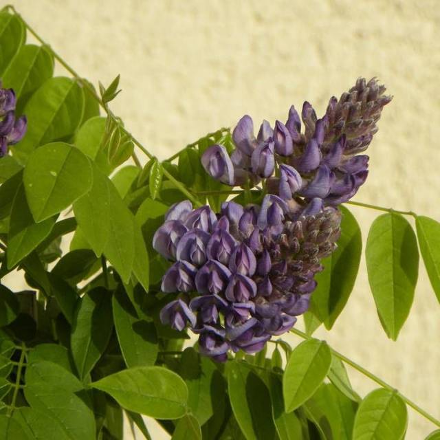 Glycine d'Amérique Longwood Purple (D.R Travers)