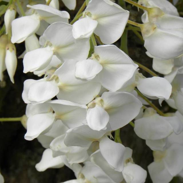 Glycine soyeuse (D.R Travers)