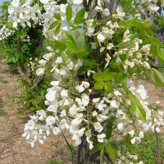 Glycine soyeuse (D.R Travers)