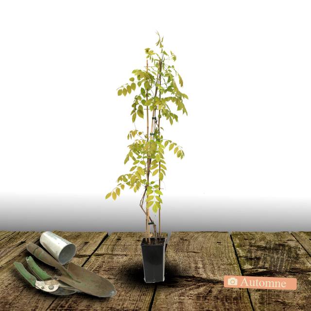 Glycine soyeuse (D.R Travers)
