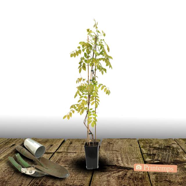 Glycine soyeuse (D.R Travers)