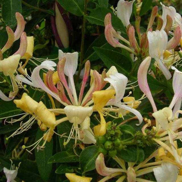Chèvrefeuille CAPRILIA® Cream 'Inov 71' (D.R Travers)