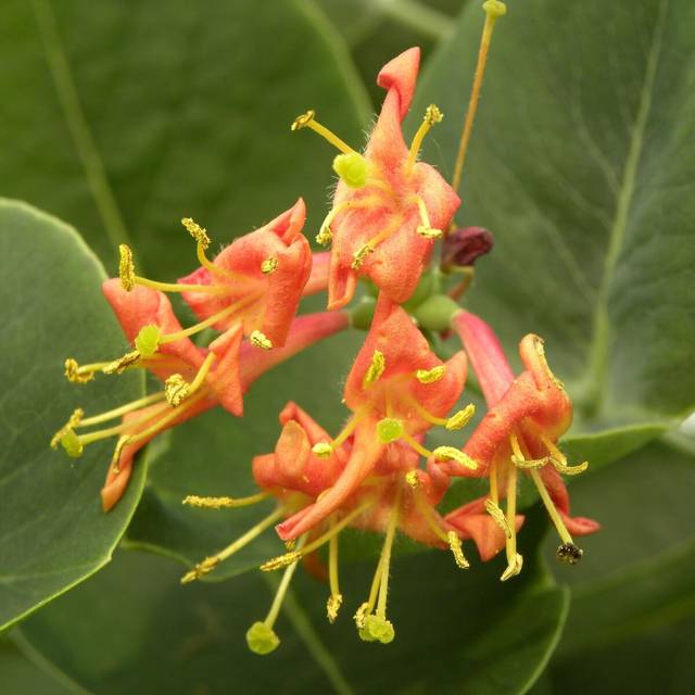 Chèvrefeuille Firecracker® (D.R Travers)