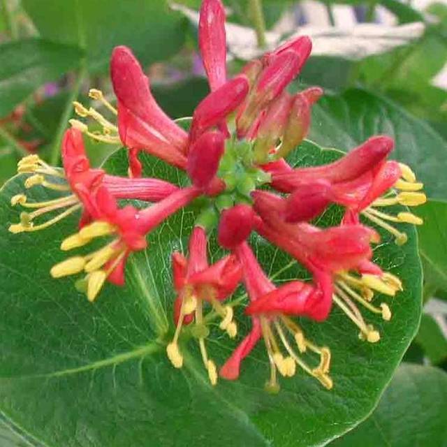 Chèvrefeuille Firecracker® (D.R Travers)
