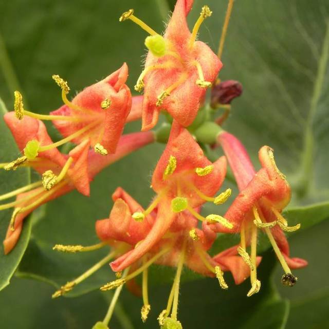 Chèvrefeuille Firecracker® (D.R Travers)