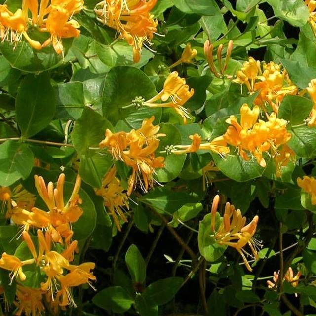 Chèvrefeuille de Brown Mandarin® (D.R Travers)