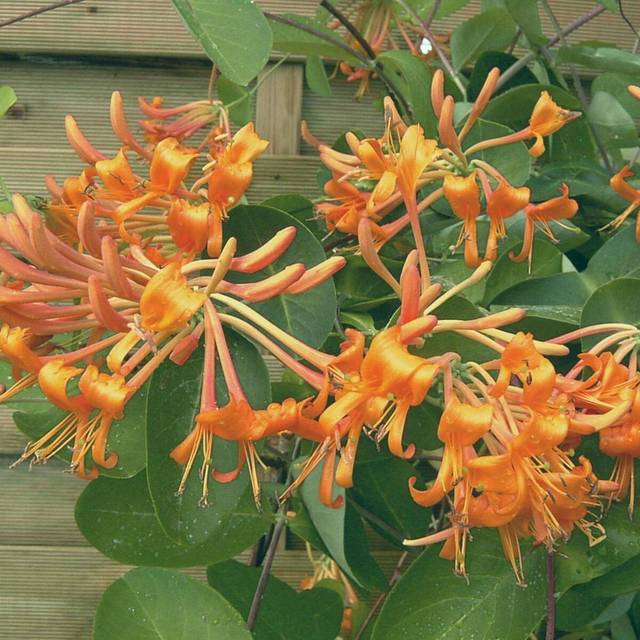 Chèvrefeuille de Brown Mandarin® (D.R Travers)