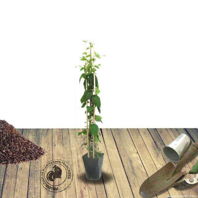 Chèvrefeuille de Brown Mandarin® (D.R Travers)