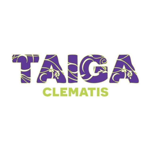 Clématite Taïga (D.R Travers)