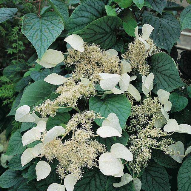 Hortensia grimpant Moonlight (D.R Travers)