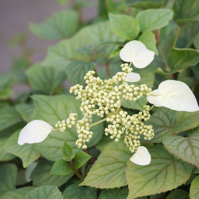 Hortensia grimpant Moonlight (D.R Travers)