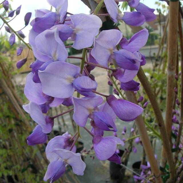 Glycine du Japon Russelliana (D.R Travers)