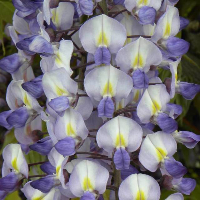 Glycine de formose (D.R Travers)