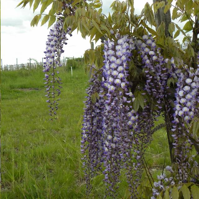Glycine de formose (D.R Travers)