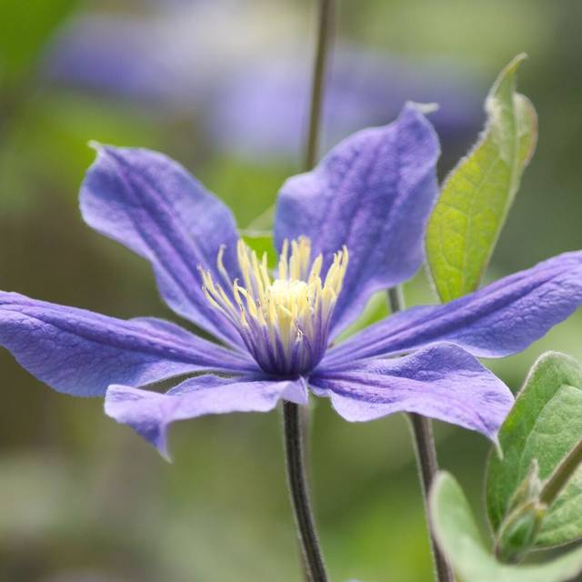 Clématite integrifolia Arabella (D.R Travers)