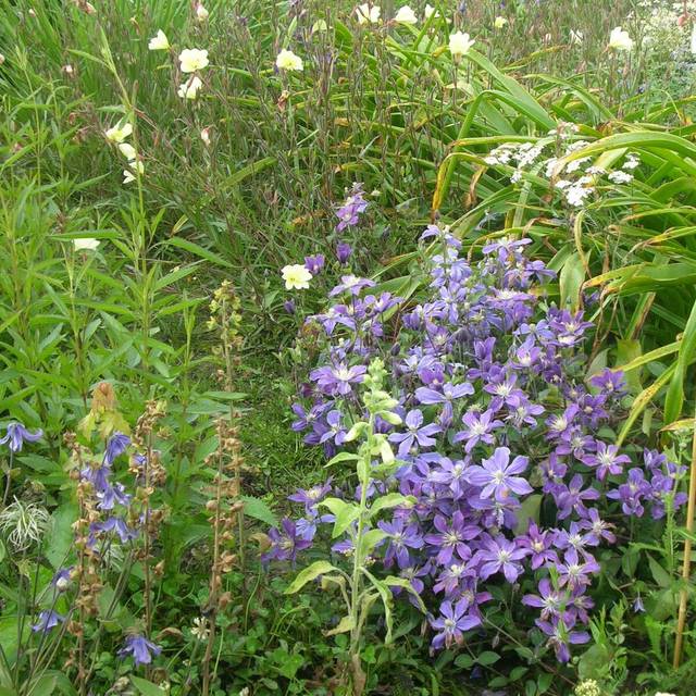 Clématite integrifolia Arabella (D.R Travers)