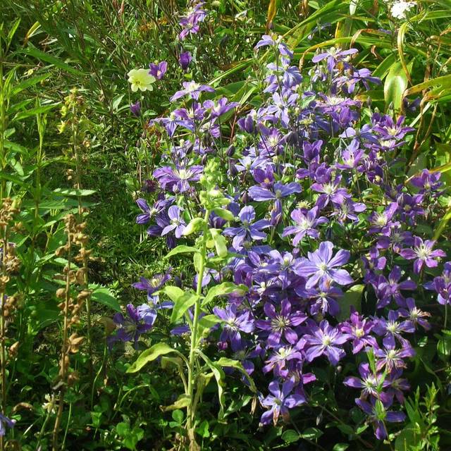 Clématite integrifolia Arabella (D.R Travers)