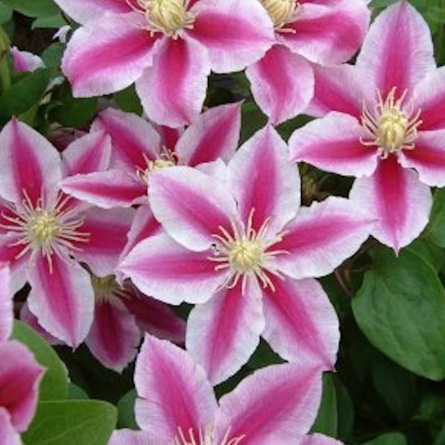 Clématite Angela® 'zoang' (D.R Travers)