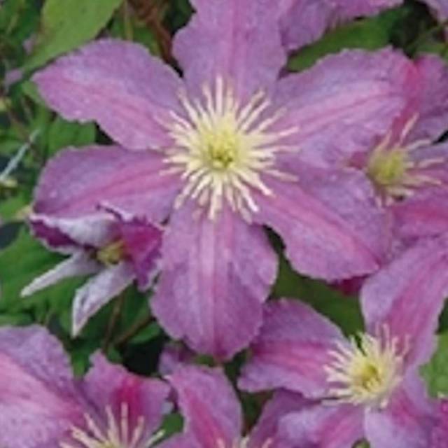 Clématite Jolly Good® 'Zojogo' (D.R Travers)