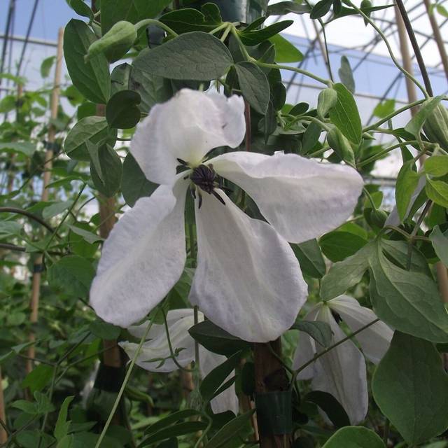 Clématite viticella Maria Cornelia® 'Zomacor' (D.R Travers)