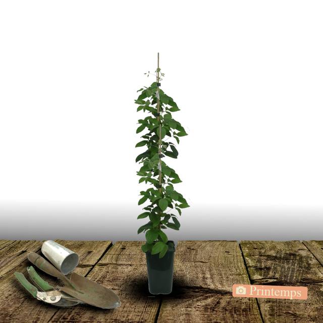 Clématite Morning Star® 'Zoklako' (D.R Travers)