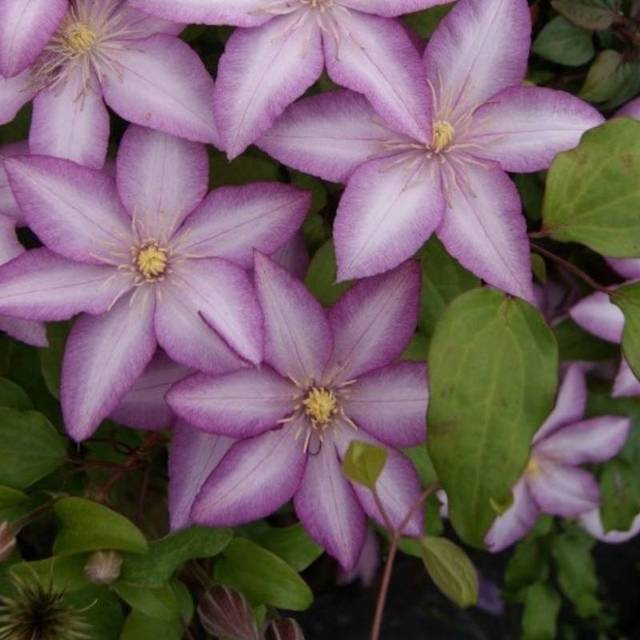 Clématite Morning Star® 'Zoklako' (D.R Travers)