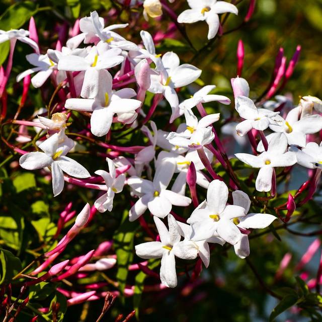 Jasmin blanc printemps (D.R Travers)