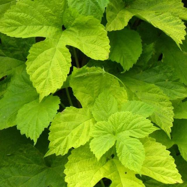 Houblon doré (D.R Travers)
