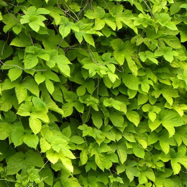 Houblon doré (D.R Travers)