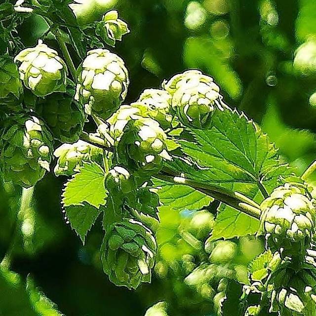 Houblon doré (D.R Travers)