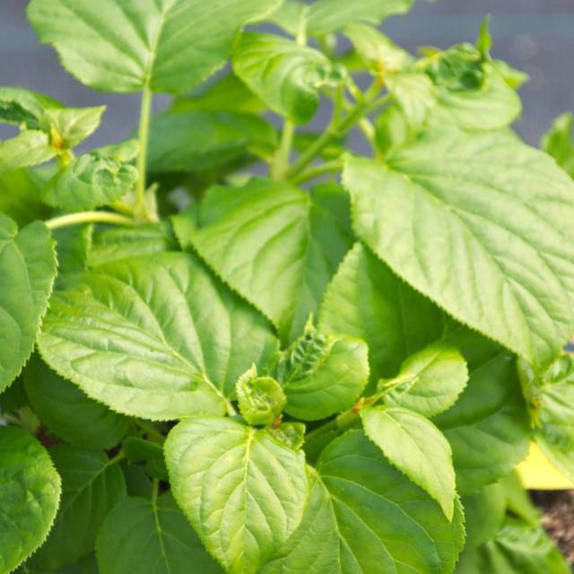 Hortensia grimpant Skylands Giant (D.R Travers)