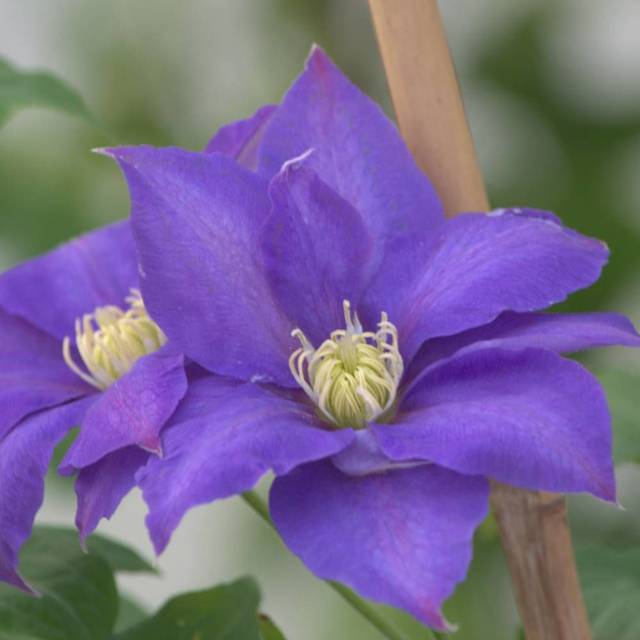 Clématite Olympia™ 'Evipo099' (D.R Travers)