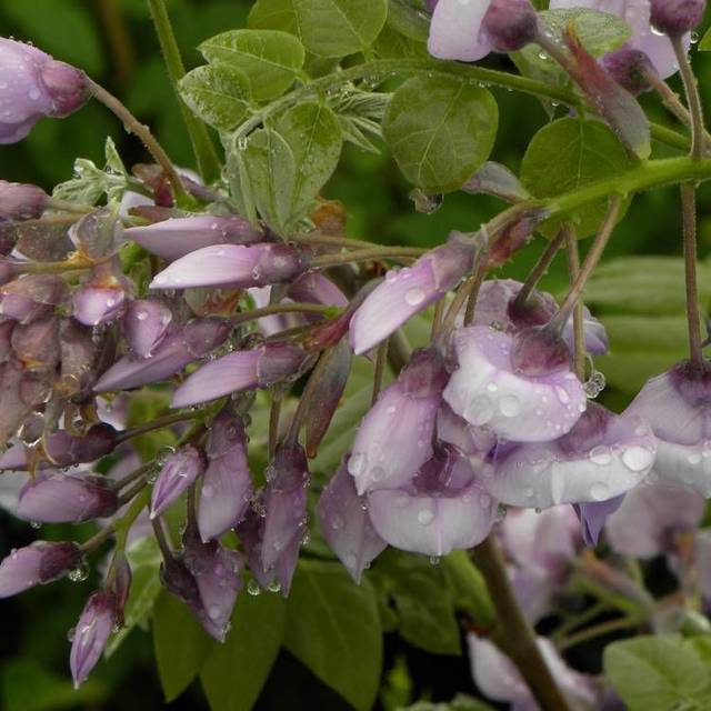 Glycine soyeuse Okayama (D.R Travers)