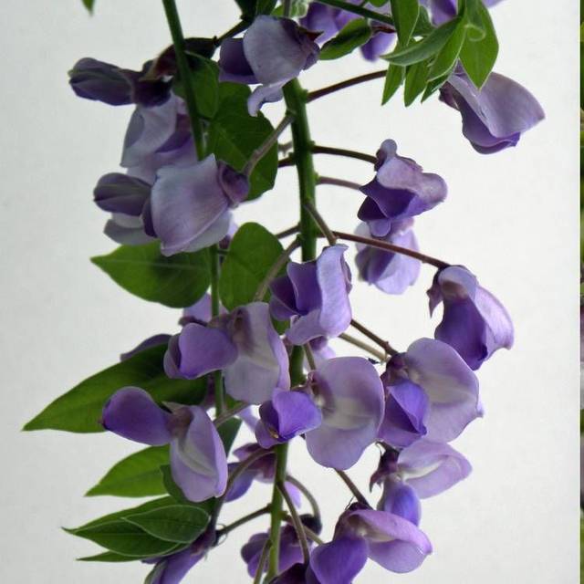 Glycine soyeuse Okayama (D.R Travers)