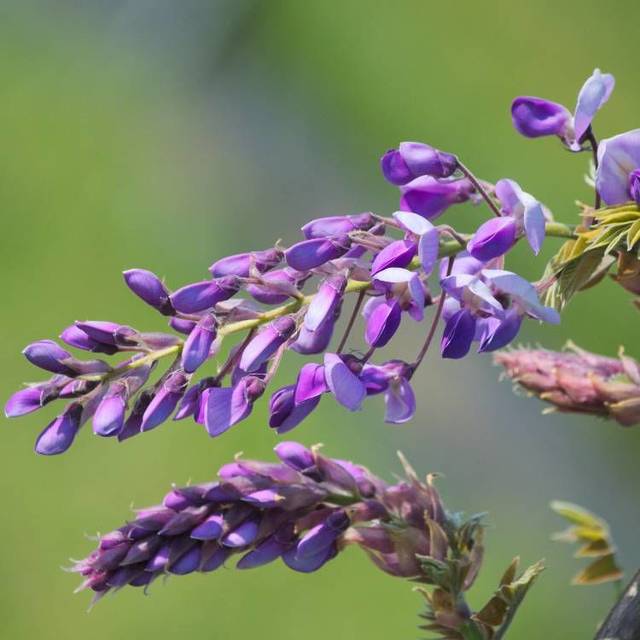 Glycine soyeuse Okayama (D.R Travers)