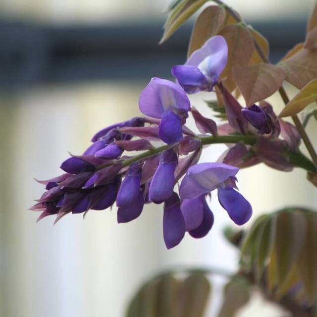 Glycine soyeuse Okayama (D.R Travers)