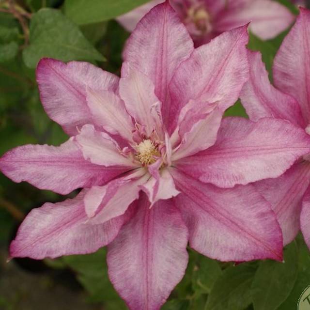 Clématite Lasting Love® ' Grazyna' (D.R Travers)