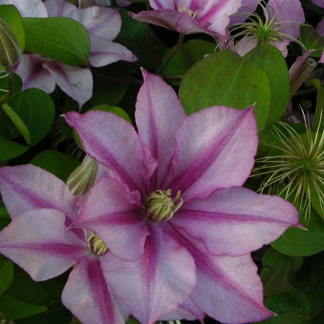 Clématite Lasting Love® ' Grazyna' (D.R Travers)