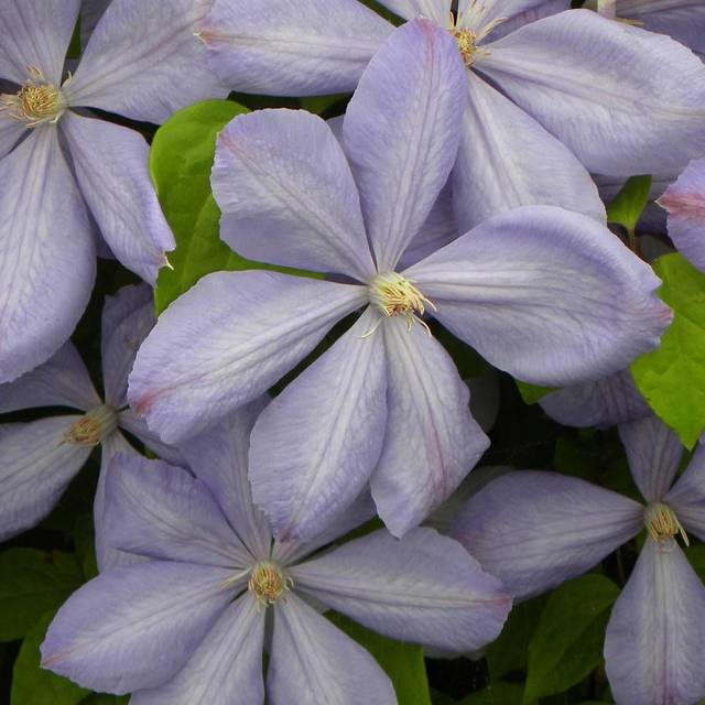 Clématite Paola (D.R Travers)