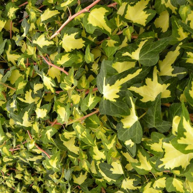 Lierre des bois Goldheart (D.R Travers)